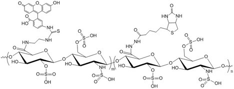 Biotin Heparin Fluorescein 1