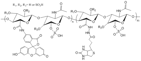 Biotin Chondroitin Sulfate Fluorescein 2