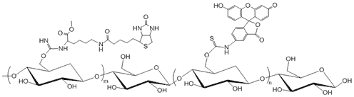 Biotin Dextran Fluorescein