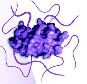 pegylated protein