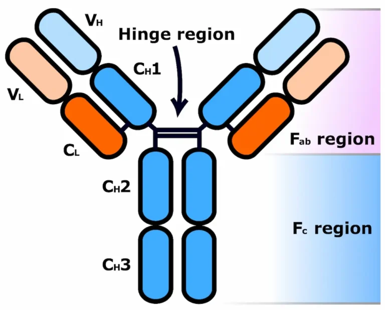 Graphic of an antibody structure.