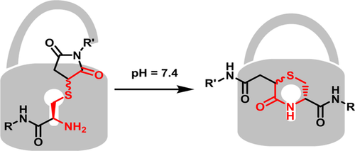Figure 1. Locking the thioether conjugation bond in a 6-membered ring via a transcyclization reaction.