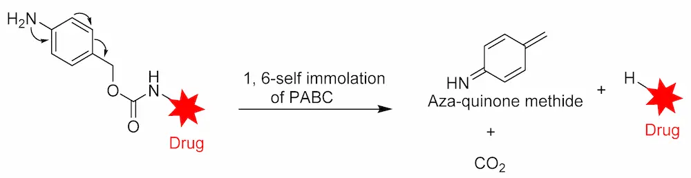 Figure 8. Straightforward cleavage mechanism of p-aminobenzyl carbamate (PABC) containing conjugate.