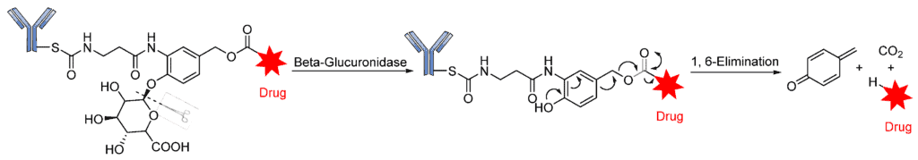 Figure 12. The mechanism by which an ADC containing β-glucuronic acid is released.