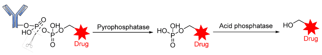 Figure 15. The mechanism by which an ADC containing pyrophosphate is released.