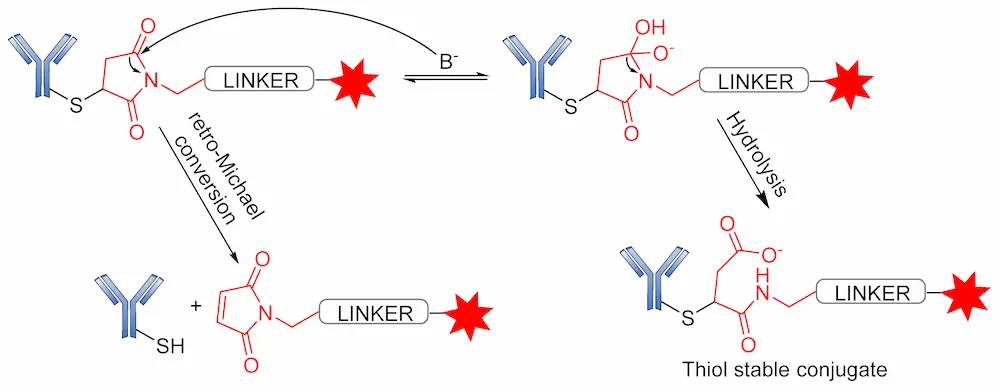 Figure 19. Side-reactions undergone by the succinimide–thioether moiety.