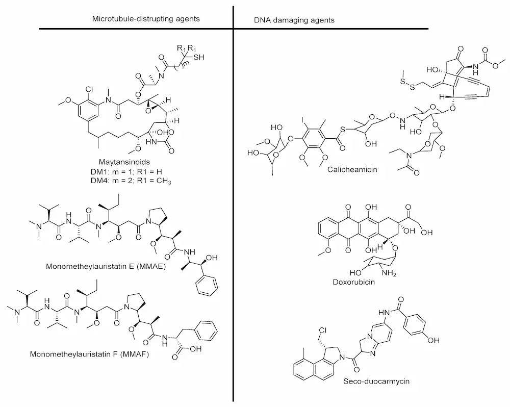 Figure 2. Cytotoxic drugs used in ADC design.

