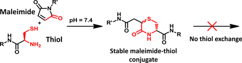 Graphical abstract of a stable Maleimide-Thiol conjugate