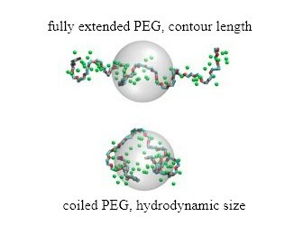PEG extended vs coiled 2