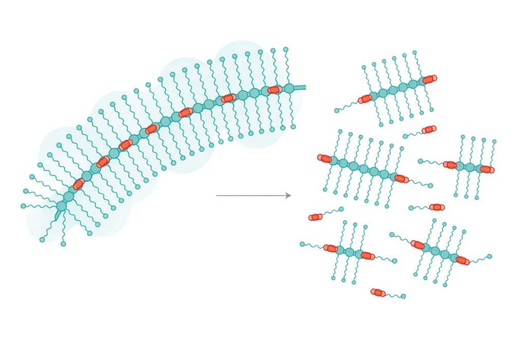 Hydrolytically degradable bottlebrush PEG carrier